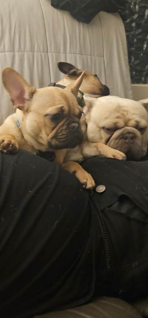 Beautiful Male French Bulldog for sale.