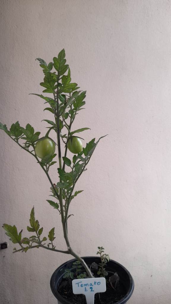 Tomato Plant with Green Tomatoes in Pot