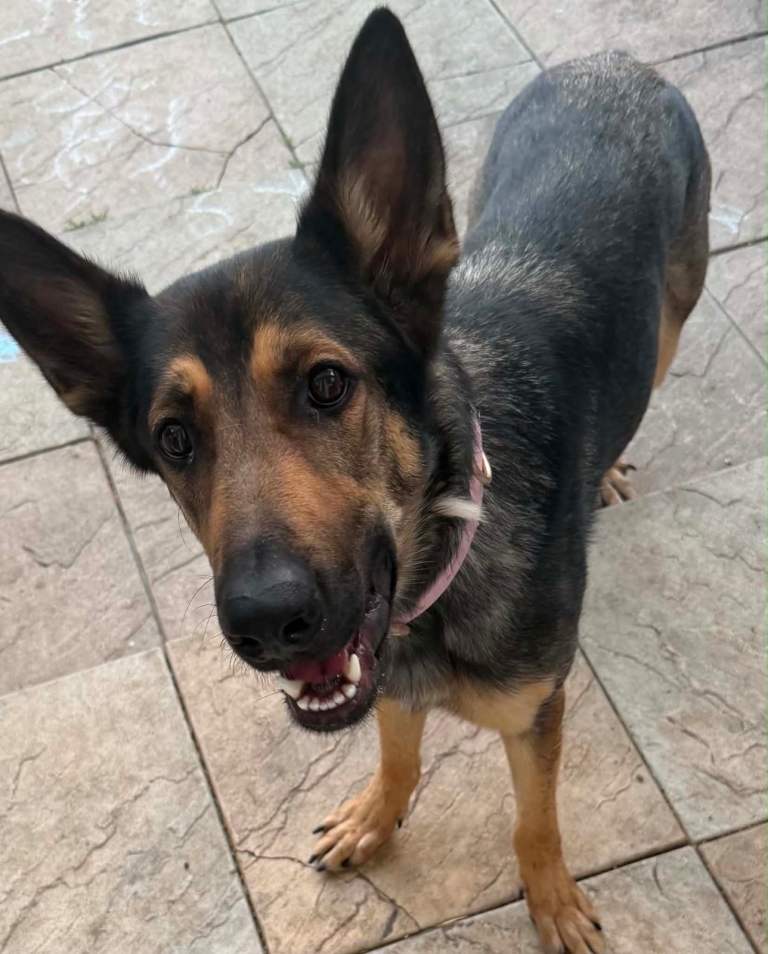 German shepherd 