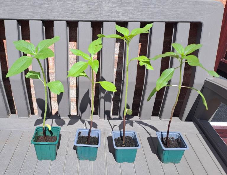 Sunflower 🌻 plants.  4 for £1.