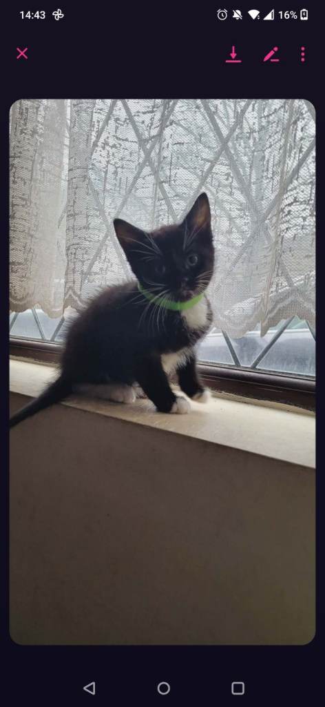 Kitty 10 week ready to go! 