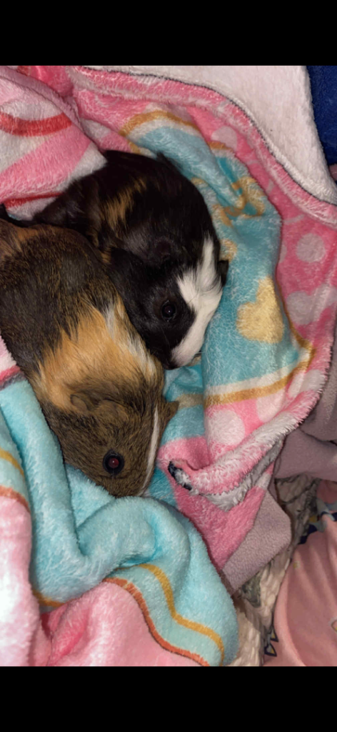 Baby girl guinea pigs
