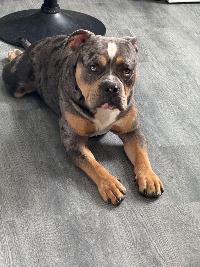 Olde English Bulldogge