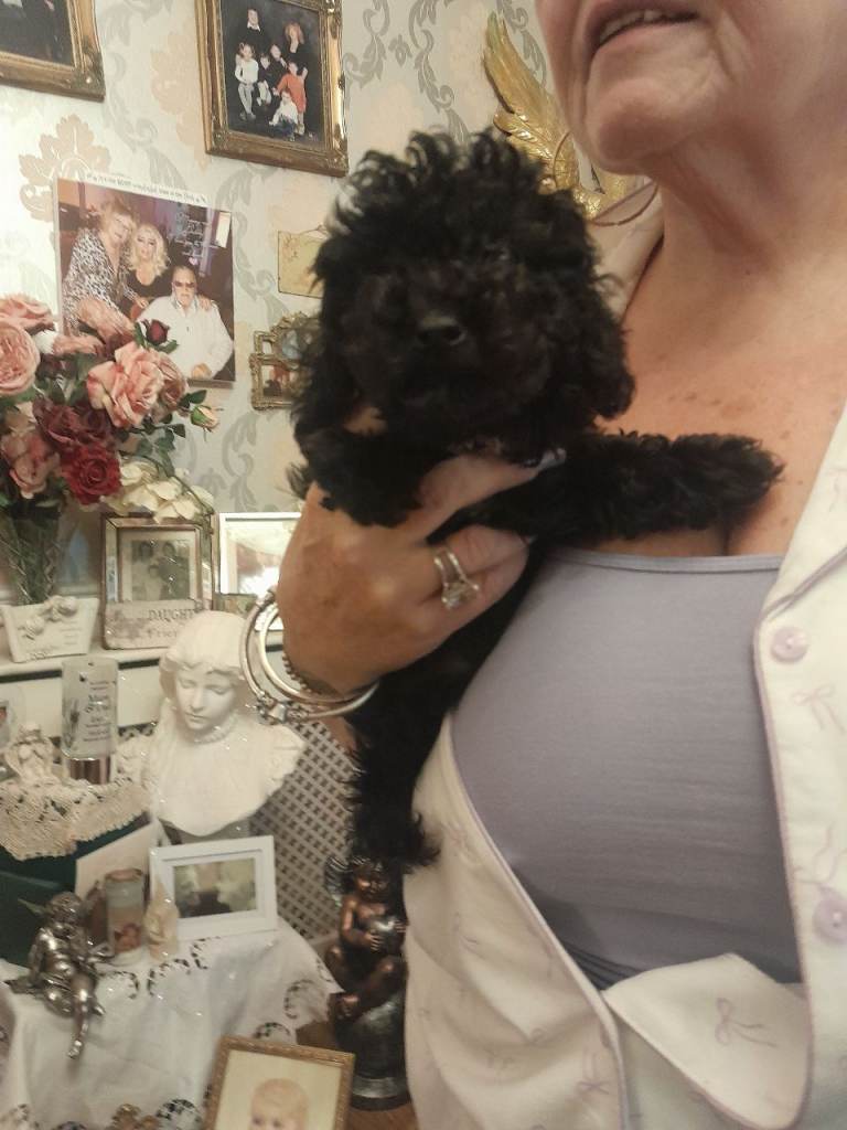 Toy poodle 