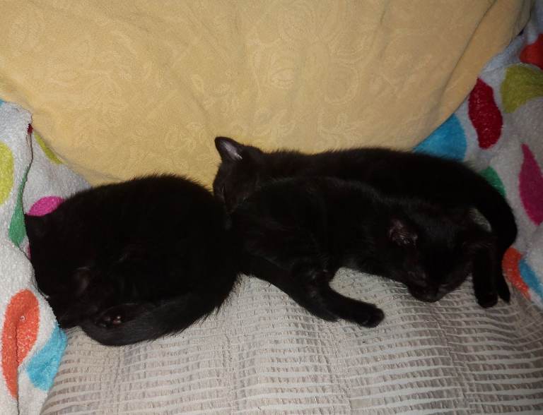 Kittens for sale 