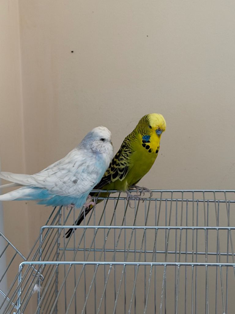 Two American Peerkats(budgies) for sale