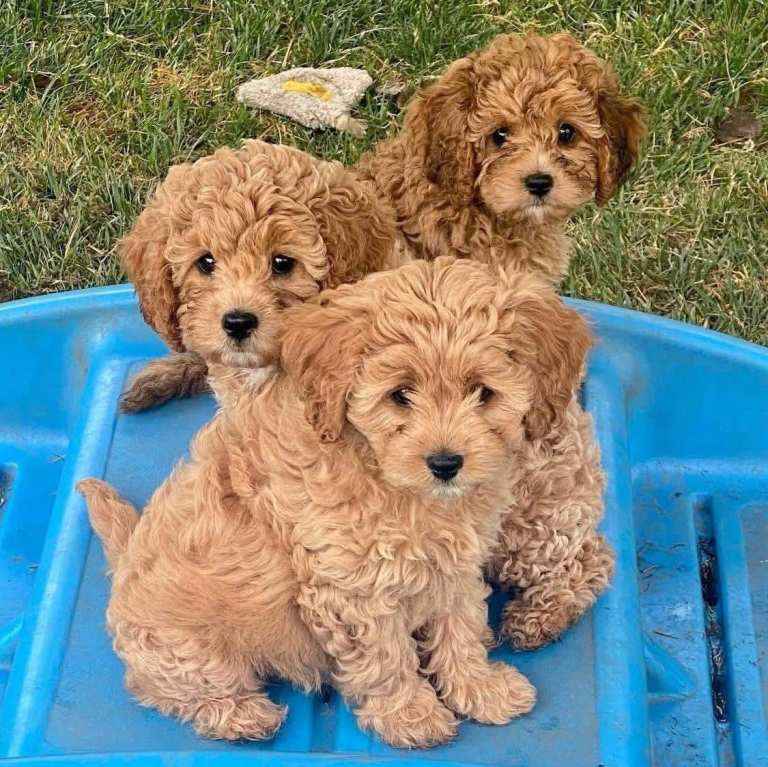 Cavapoo puppies 
