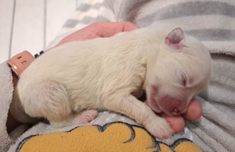 Adorable Samoyed puppies 