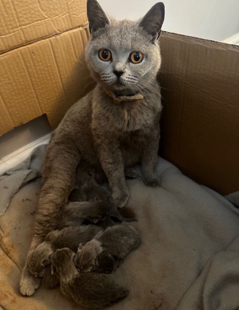 British shorthair  kittens 