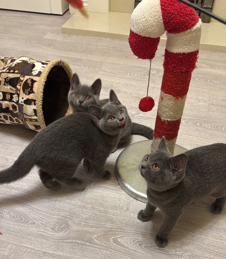  Beautiful Blue British Shorthair Kittens
