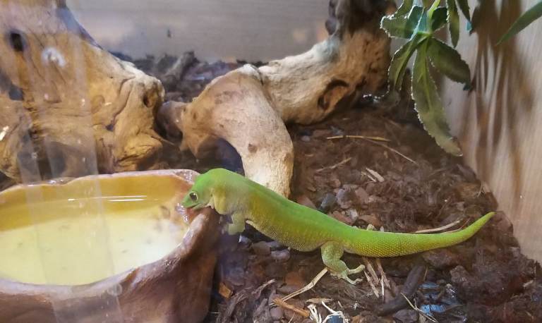 Green Day Gecko and Vivarium 