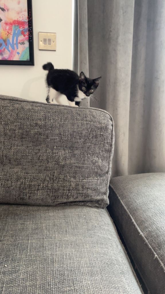 Kitten 