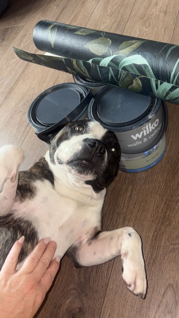 Rehome dog 