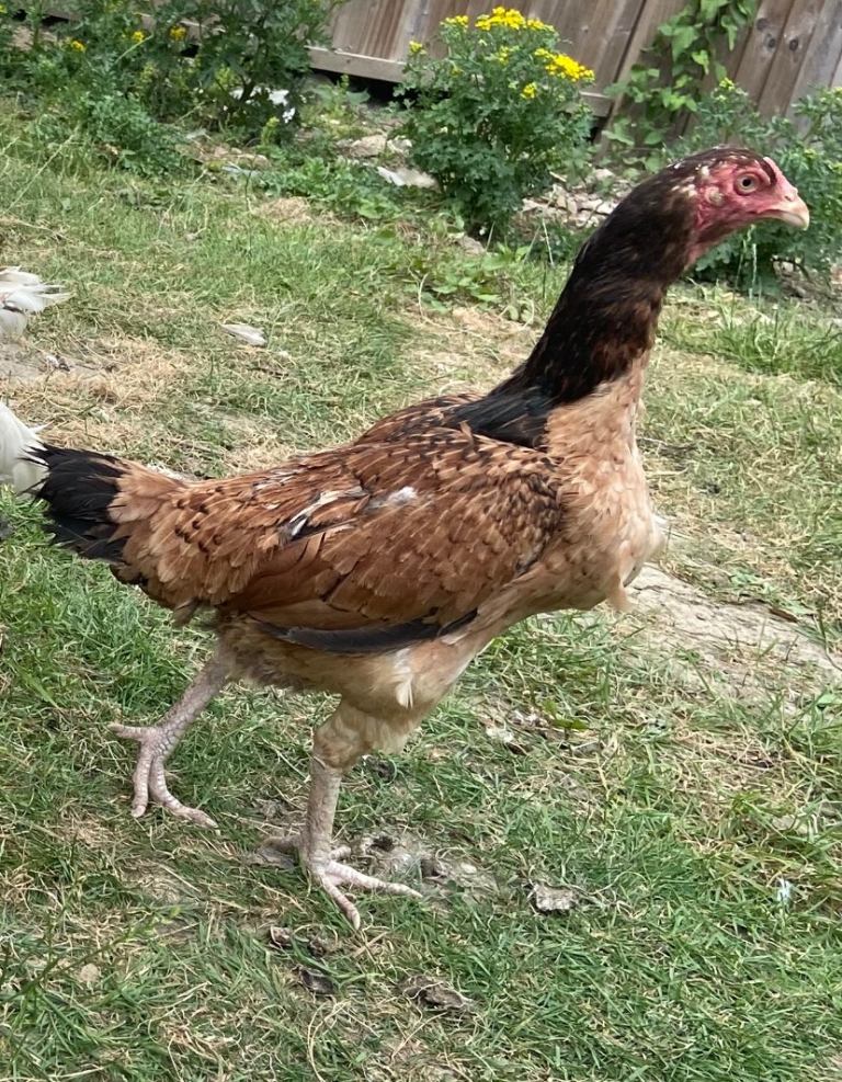 Aseel chickens hens for sale + Coop house