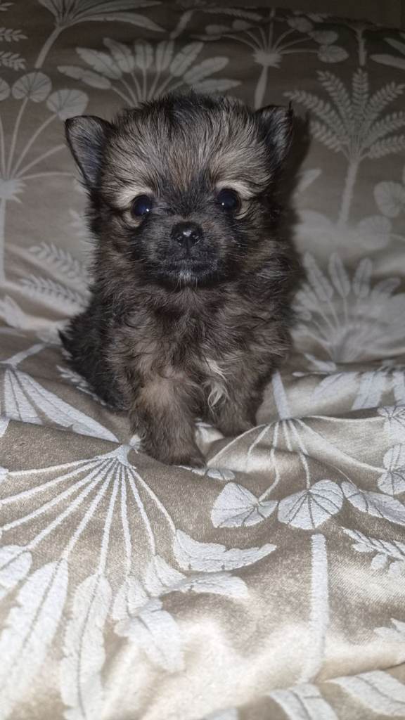 Pomeranian puppies