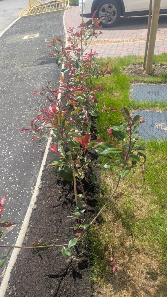 Photinia 'Red Robin' hedging plants