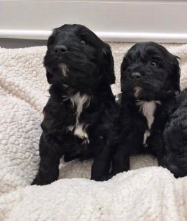  Cockapoo pups for sale.