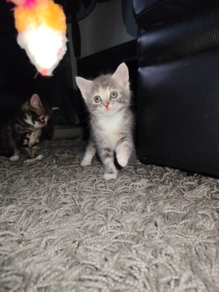 Beautiful female maine coon/tabby cross