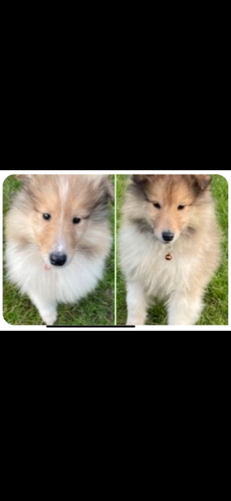 Rough collie puppies lassie 