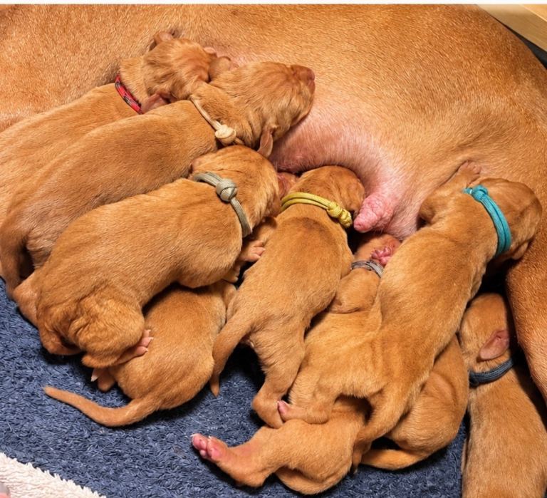 Hungarian Viszla Puppies