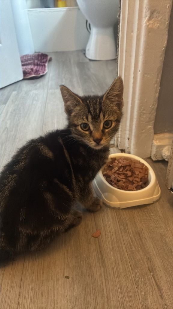 Tabby kitten looking for a new home