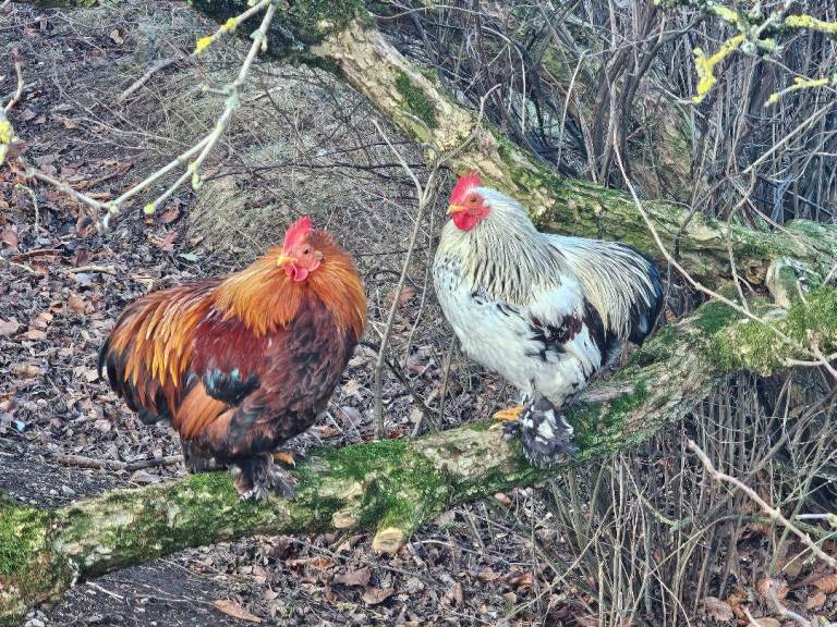 Pekin Bantam cockerels for sale