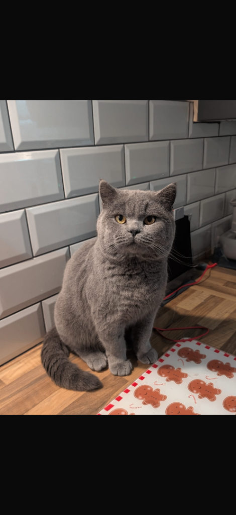 British shorthair kittens