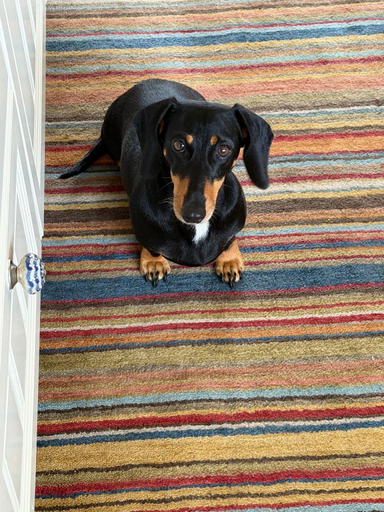 Gorgeous Dachshund pups for sale