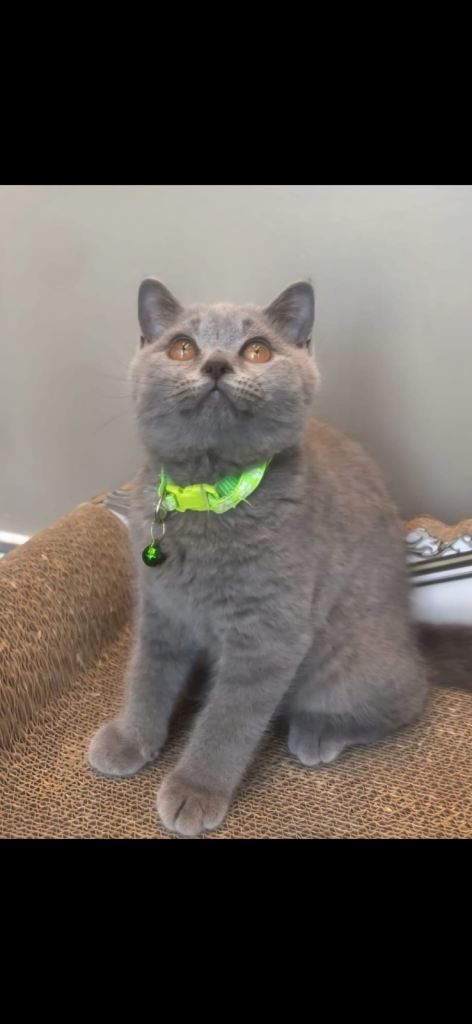 2 British shorthair kittens 