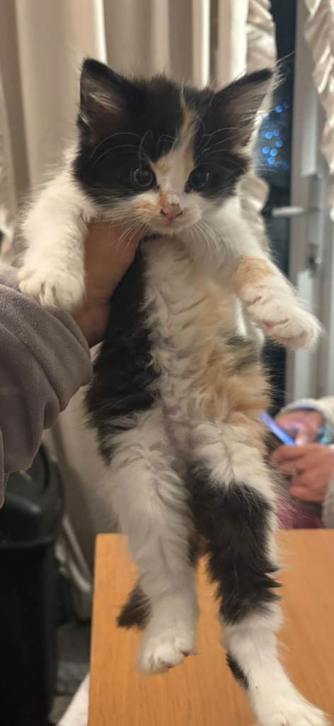 3 beautiful kittens for sale
