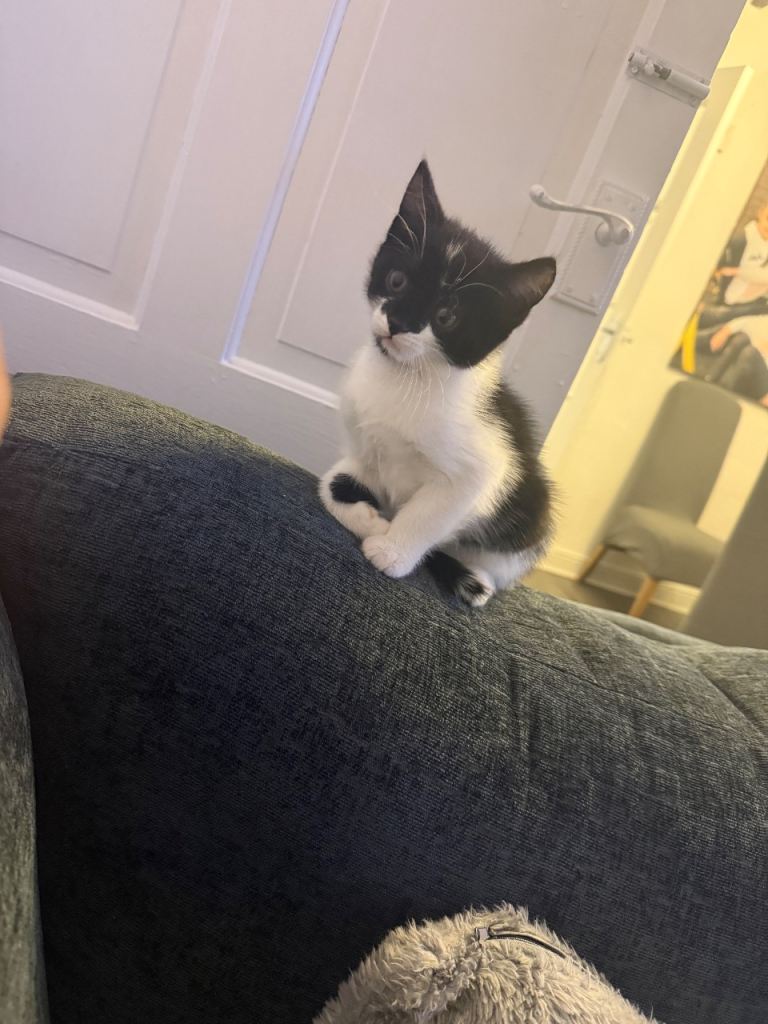  4 beautiful healthy kittens