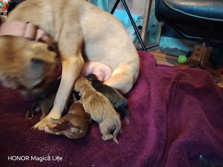 6 Frenchie x Sprocker pups 