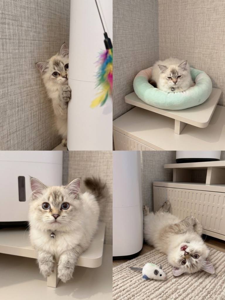 British longhair - Blue eyes kitten 