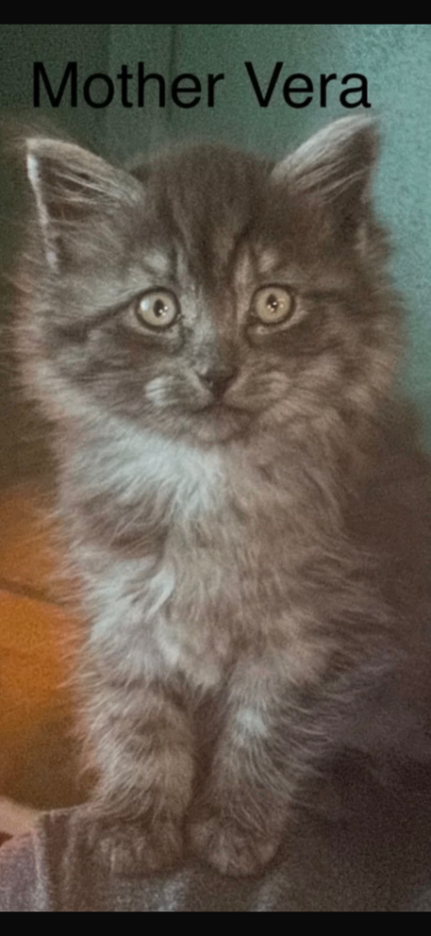 1 male 2 female last 3 full Siberian kittens 