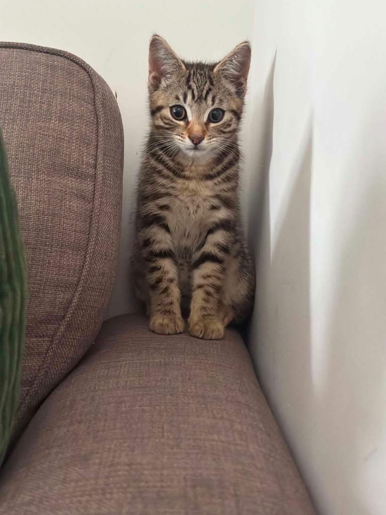 Kitten 