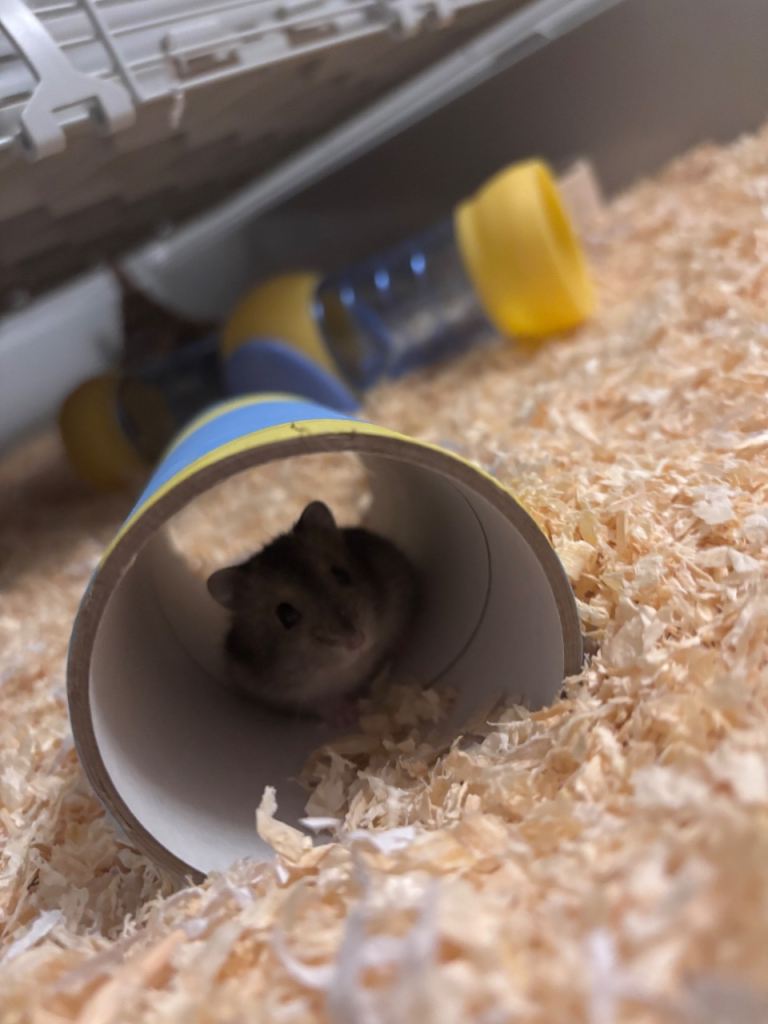 Selling my female russian dwarf hamster 
