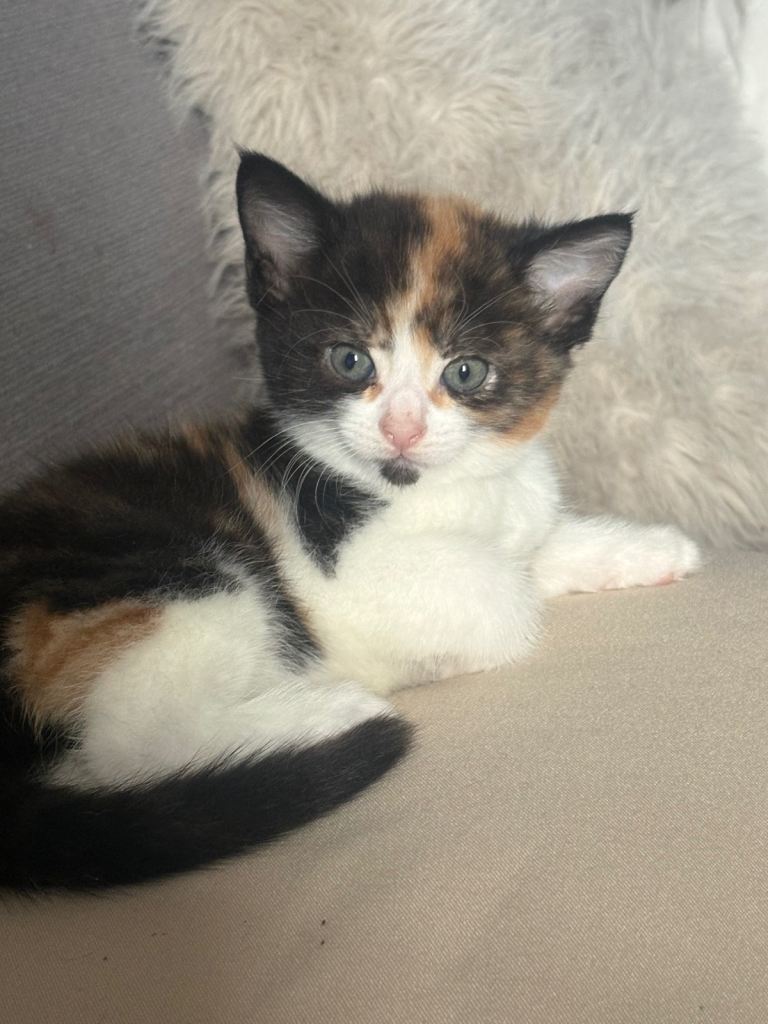 2 female 6 weeks old looking for their forever home and family 