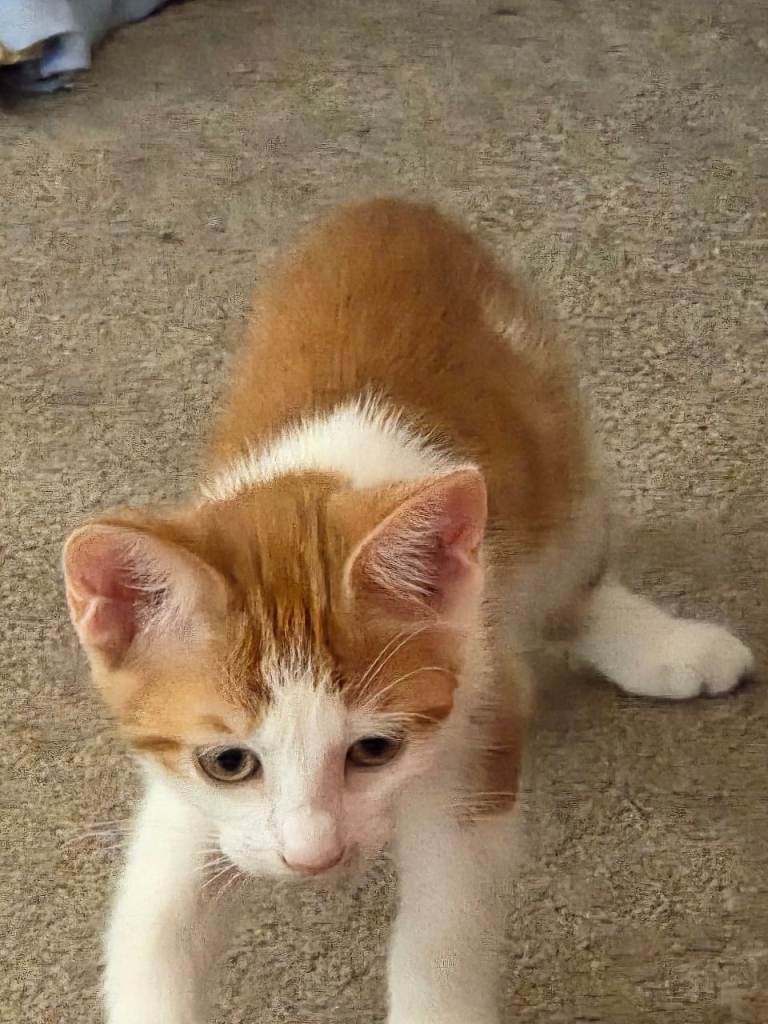 Beautiful Litter of Ginger Kittens