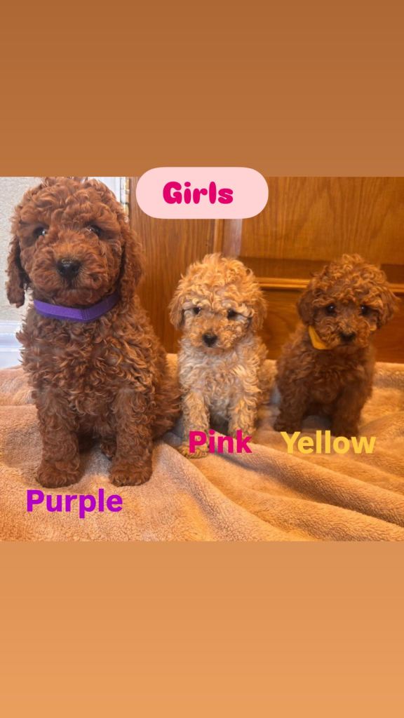 F1b cockapoo puppies 