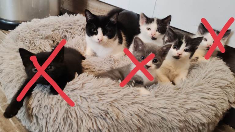 kittens 