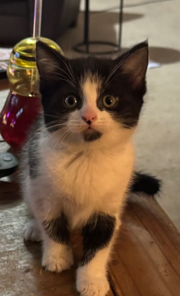 8 week old kittens 