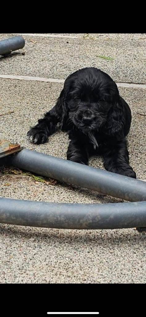 Cocker spaniel puppies for sale 