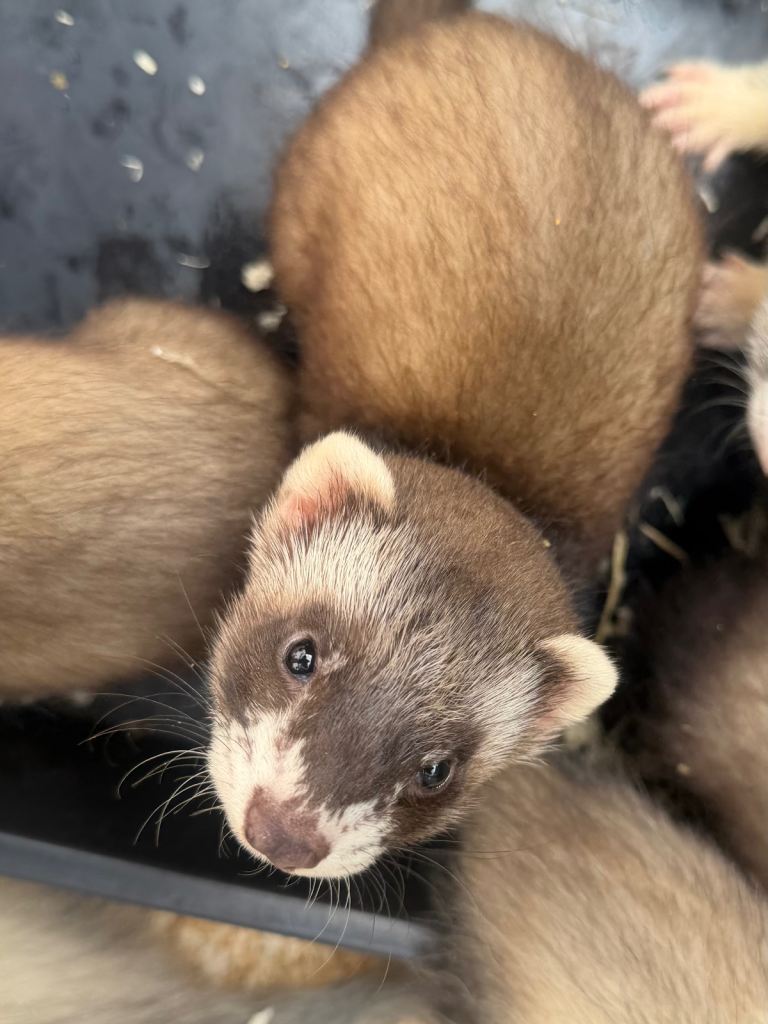 Ferret kits available 
