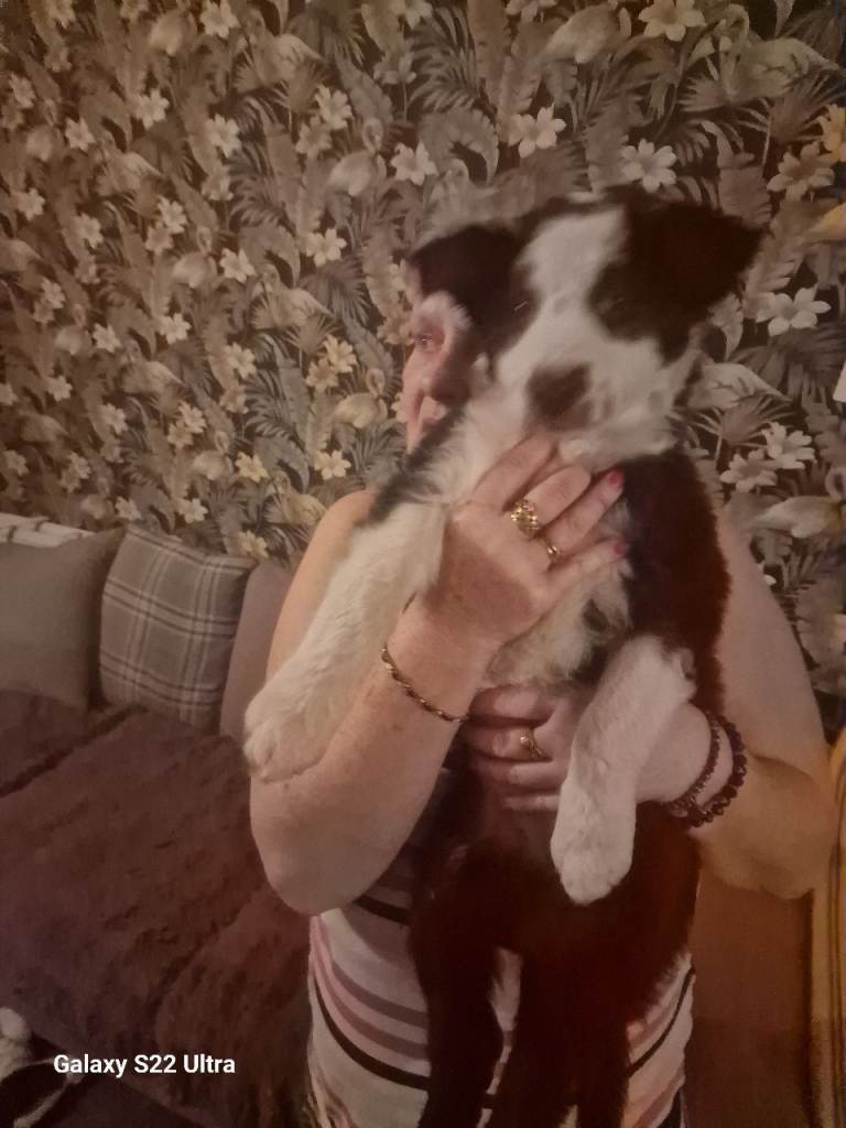 Boarder collie pup 1 boy only