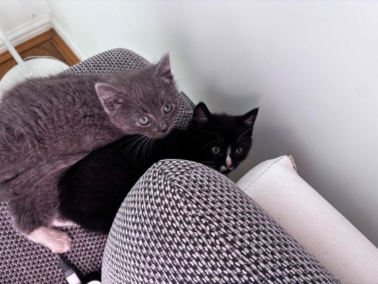 4 beautiful kittens
