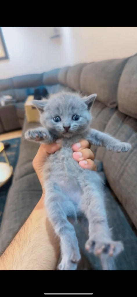 Kittens 
