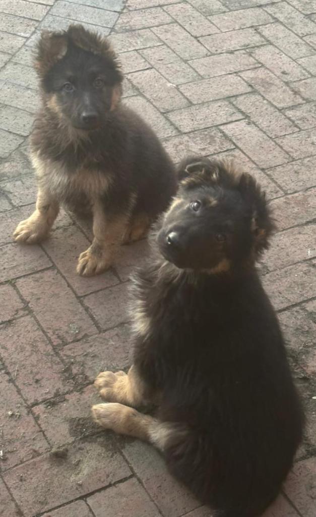 German Shepherd Pups