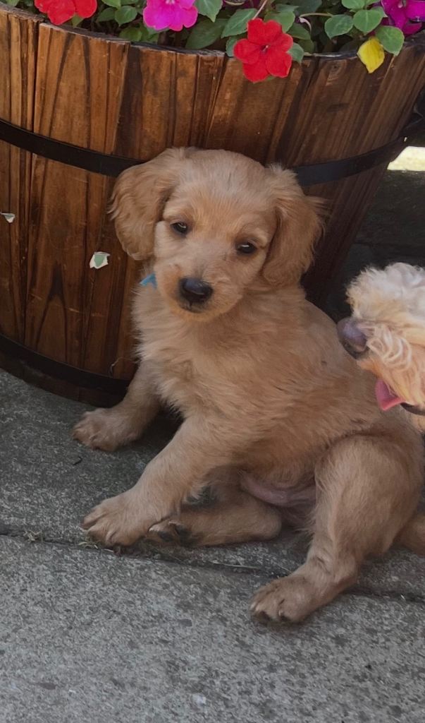 Beautiful cavapoo  Boy pup 🐶💙