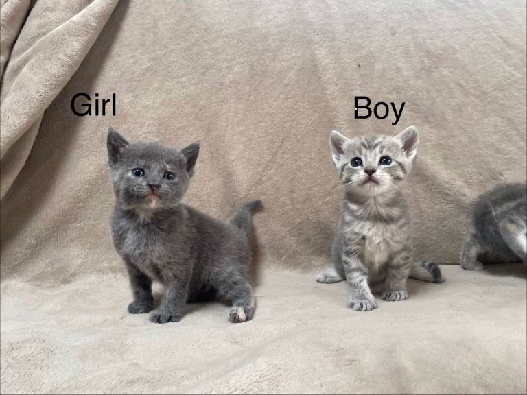 Gorgeous Kittens Looking for Their Forever Homes 🐾