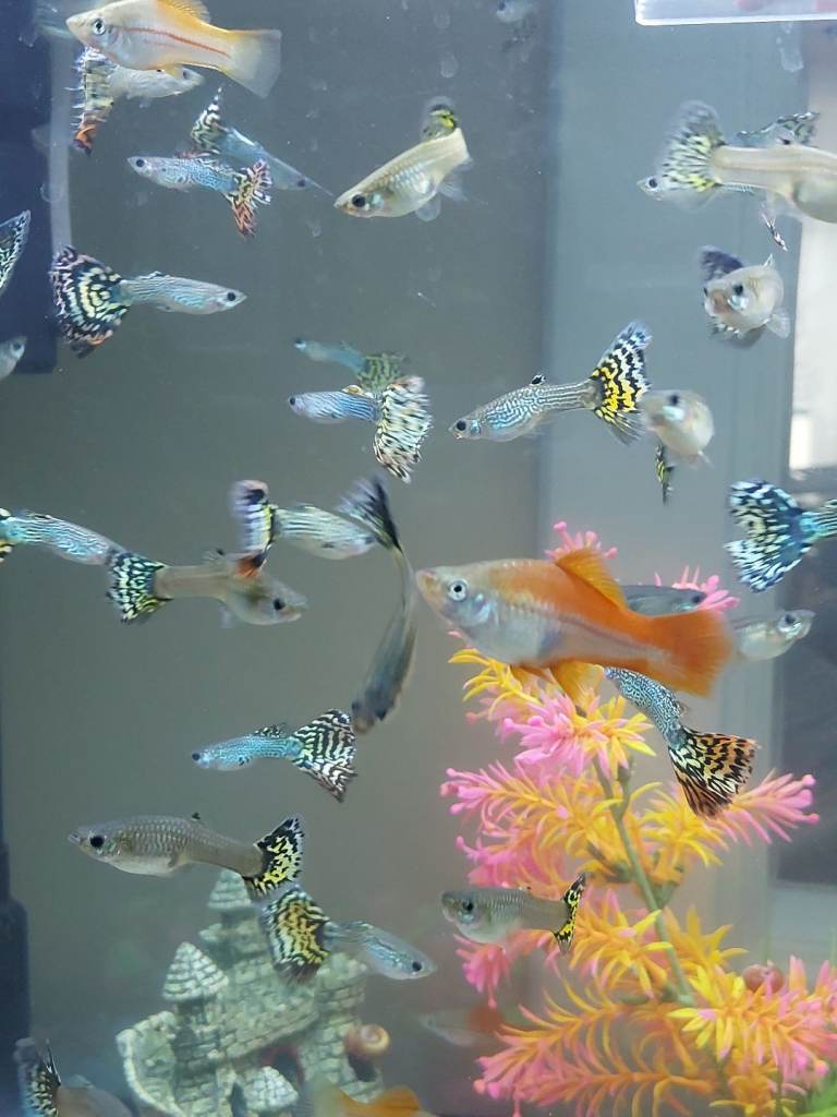 Guppies 